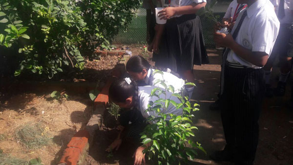PLANTATION DAY