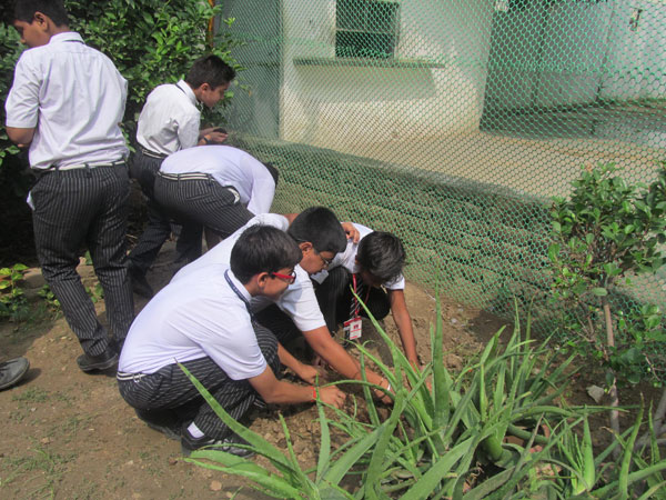Tree Plantation Activity by ECO Club