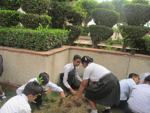 Tree Plantation Activity by ECO Club