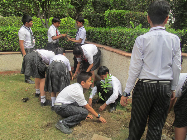 Tree Plantation Activity by ECO Club