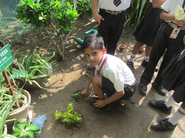 Celebration of Tree Plantation Day by Eco Club