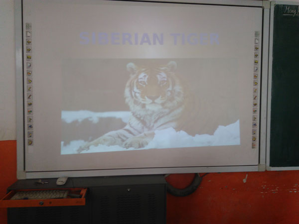 Activity on Species of Tigers by Science Club