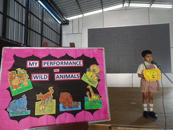 Activity on Wild Animals