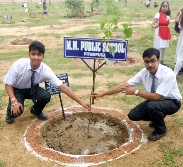 Massive Tree Plantation Drive