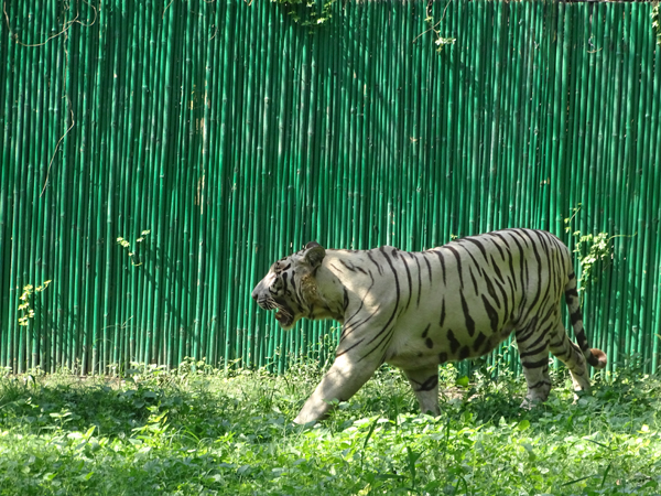 A Visit to Zoological Park