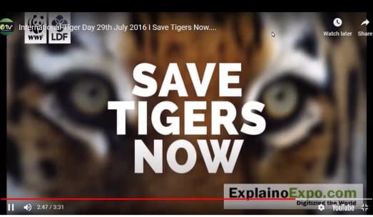 Celebration of International Tiger Day
