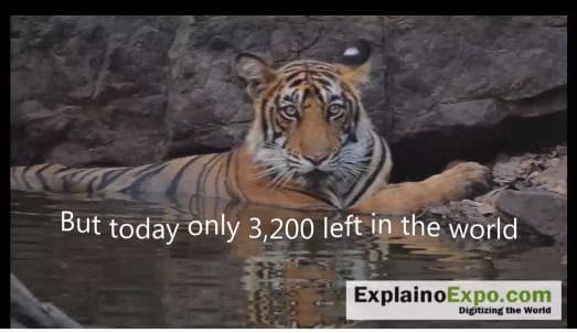 Celebration of International Tiger Day