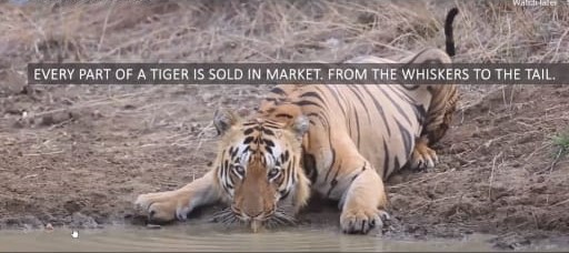 Celebration of International Tiger Day