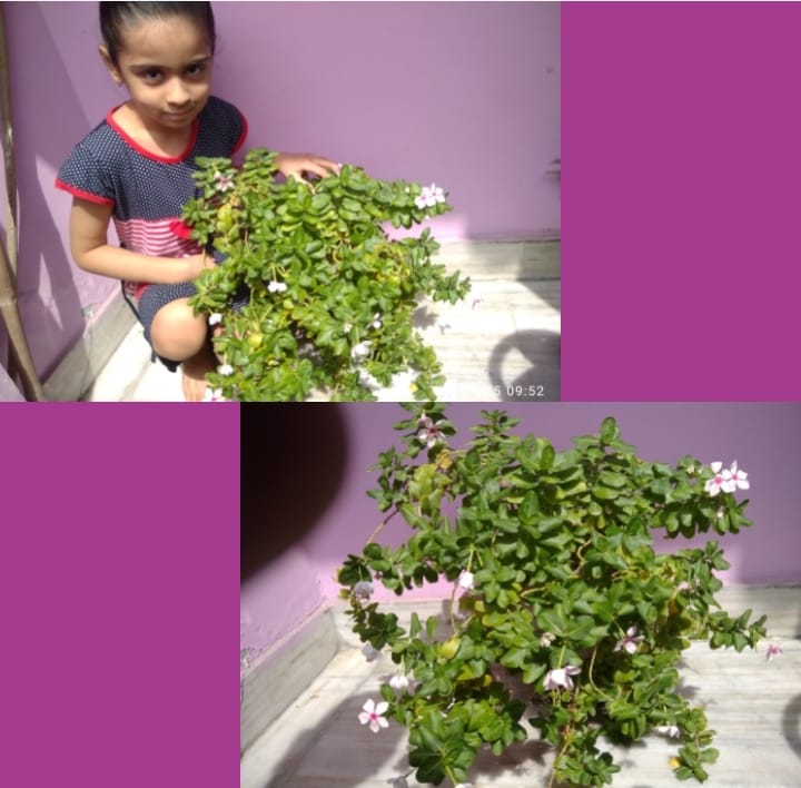 Tree plantation by MMPians